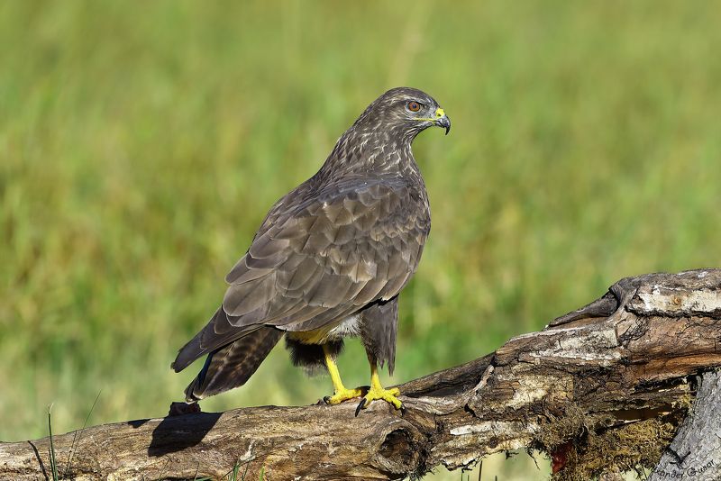 Канюк фото превью