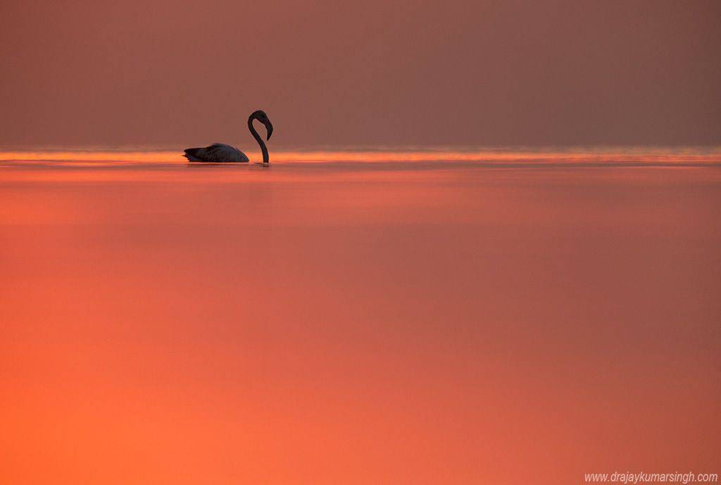 Greater flamingo, Dr Ajay Kumar Singh