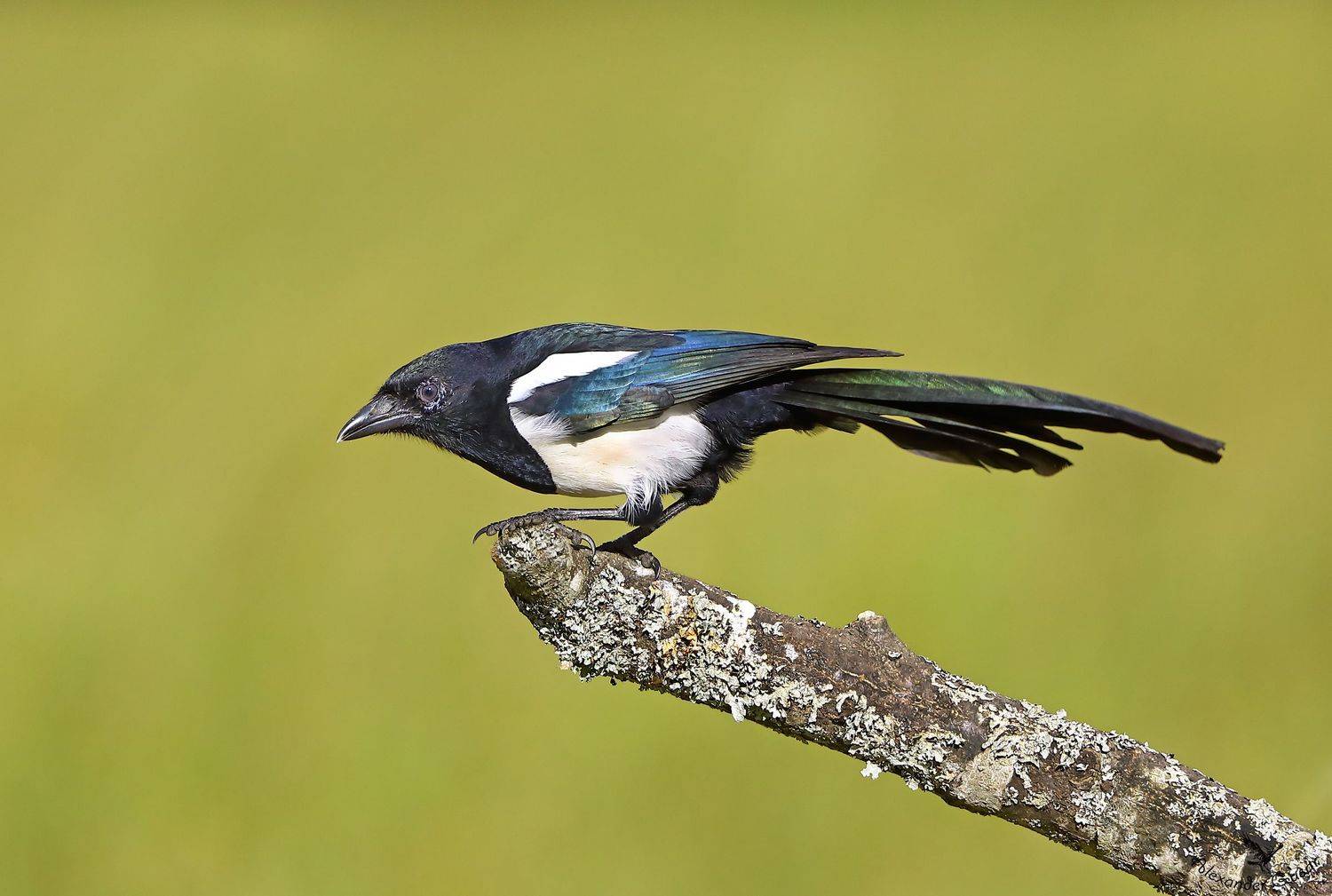 , Александр Гусар