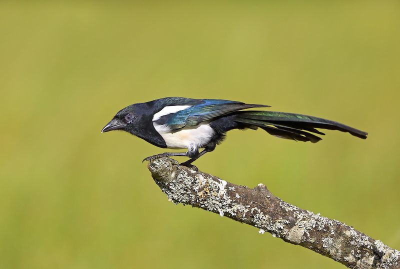 На старт! фото превью