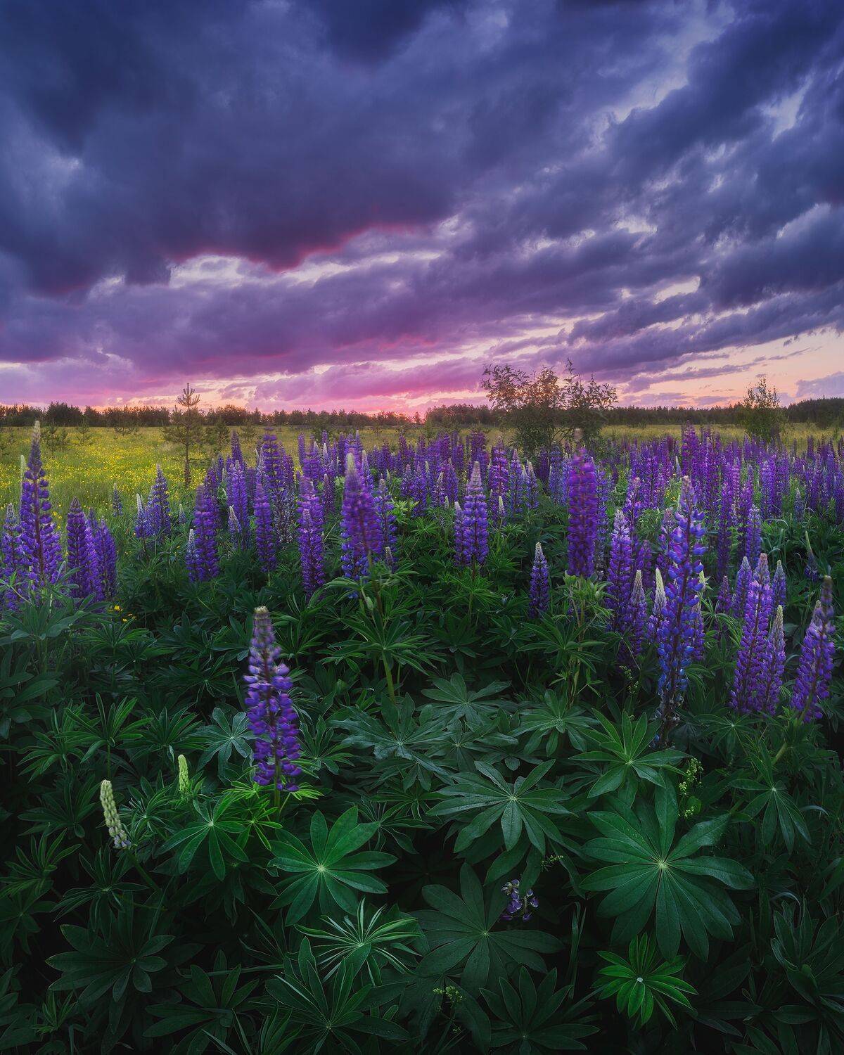 пейзаж, люпины, рассвет, утро, лето, landscape, sunrise, lupin, summer, Чаланов Иван