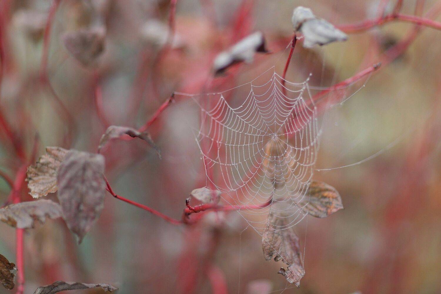 , Максим Подосинников