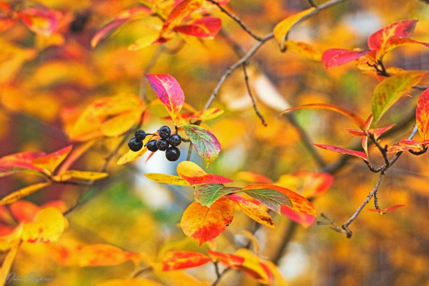 , Орлов Олег