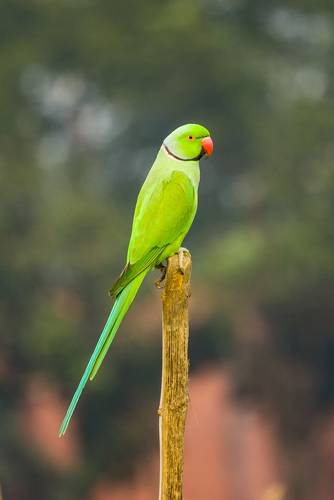 Ringrose Parakeet