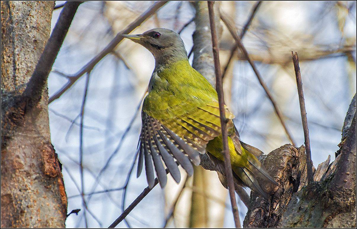 москва, парк, птица, АНАТОЛИЙ ДОВЫДЕНКО