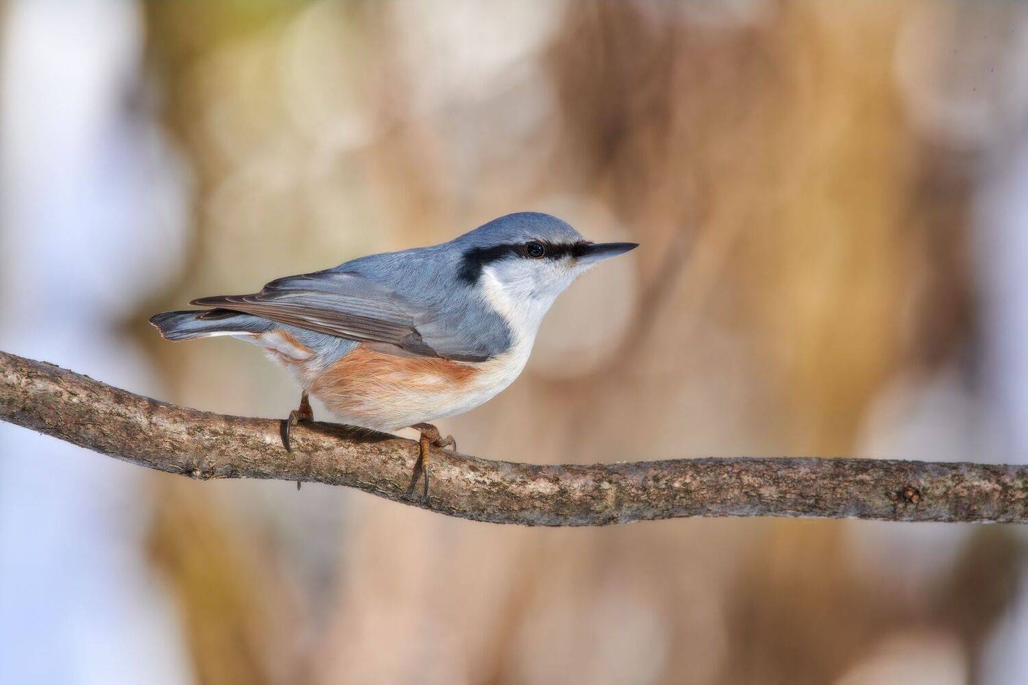 , Александр Семенов