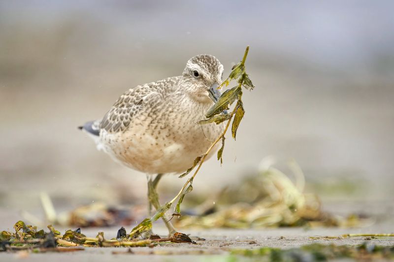 кулик,исландский песочник,red knot,knot,wader,shorebird,Calidris canutus, Исландский песочник фото превью