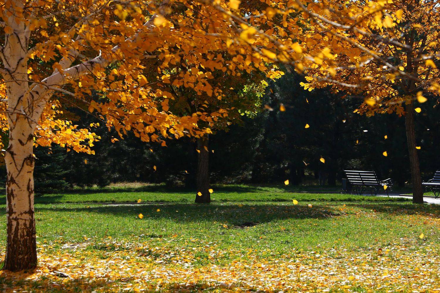 шаварёв, стрит, город, алматы,, Александр Шаварёв