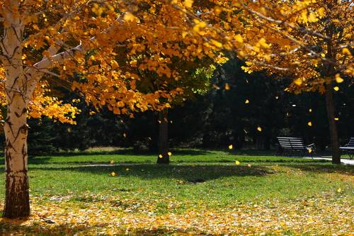 Золотая осень.