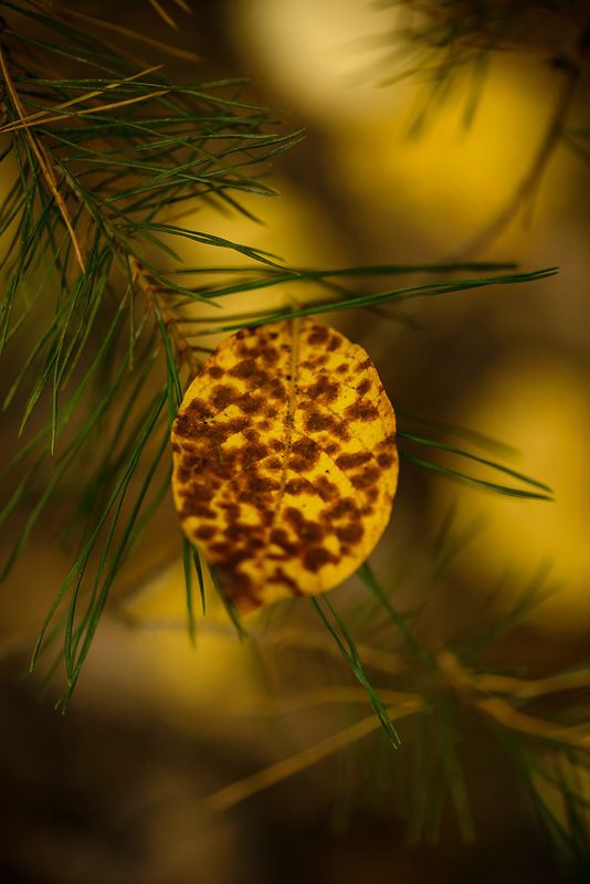 осенний цвет фото превью