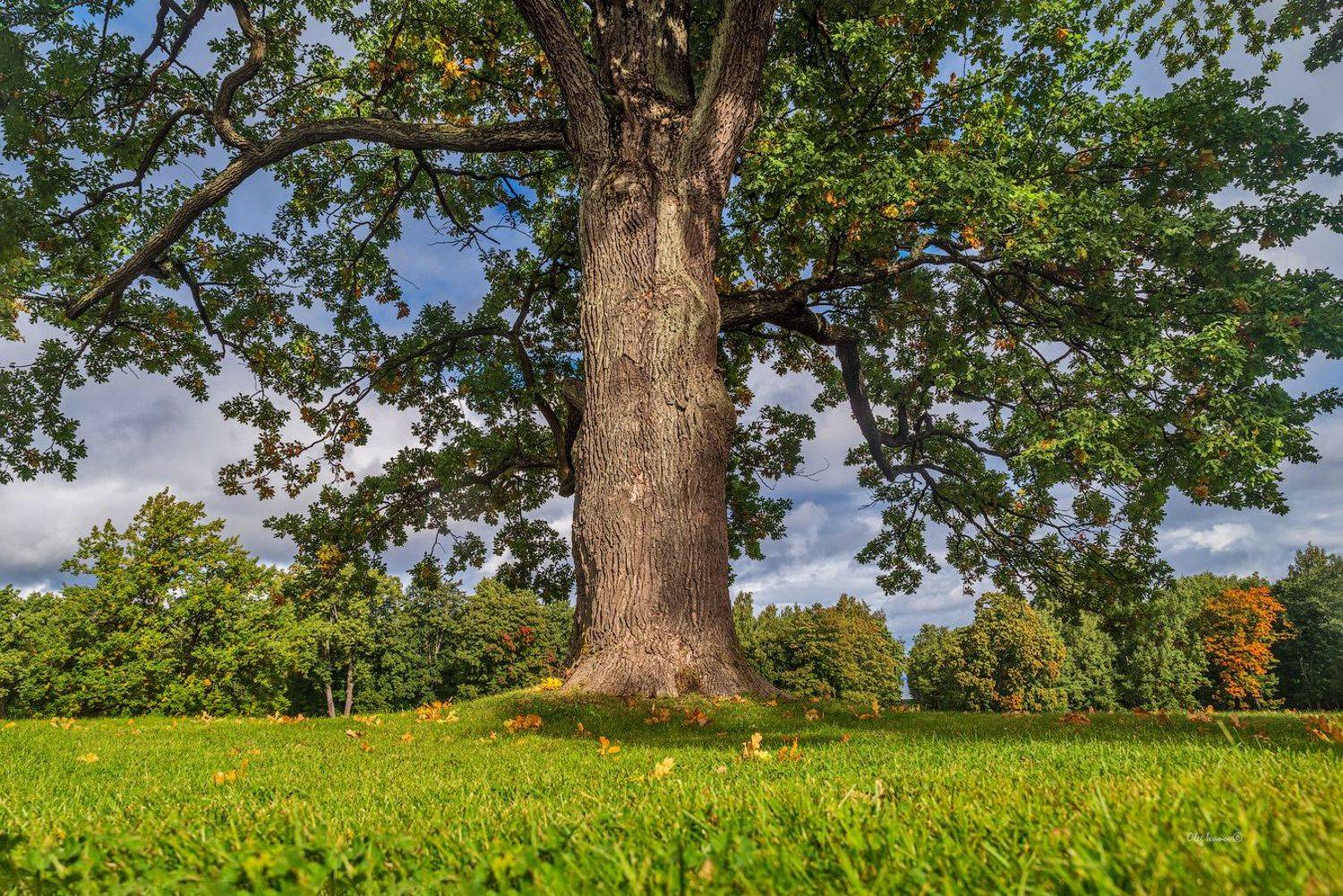 петергоф, александрия, дуб, дерево, осень, Олег Иванов