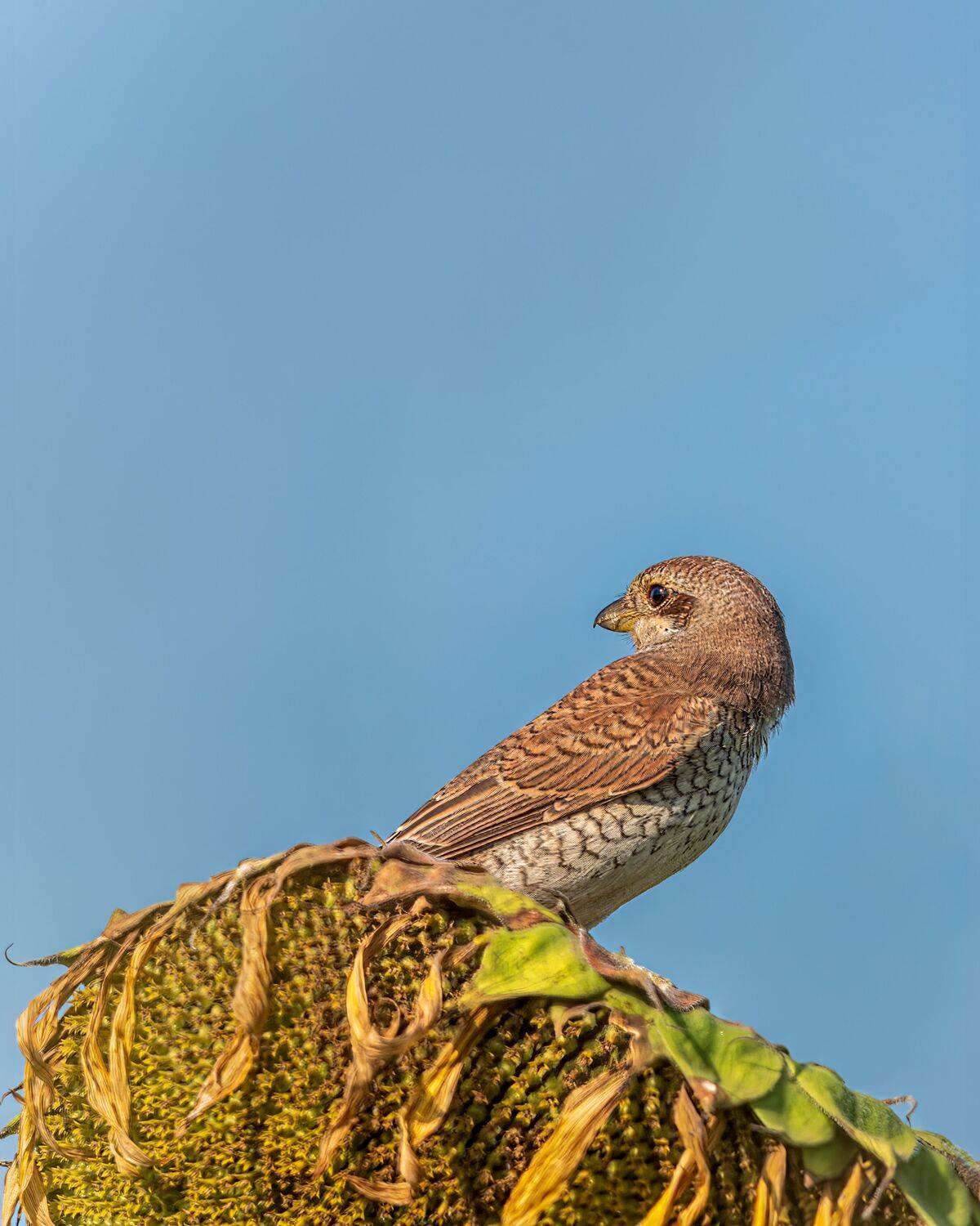сорокопут-жулан, Алексей Рыльский