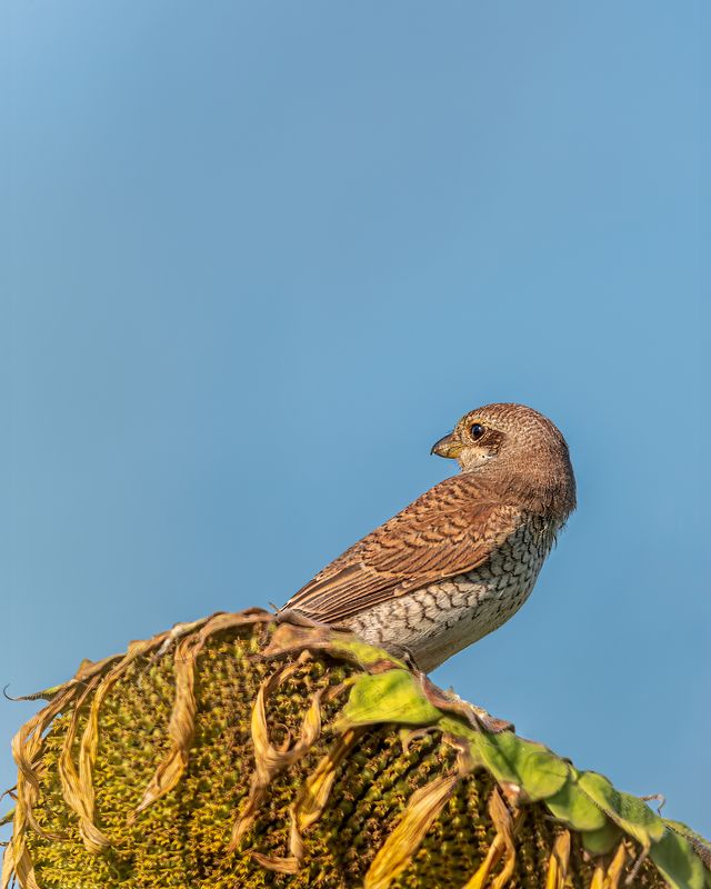 Жулан-потрошитель фото превью
