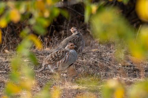 Grouse in Autumn