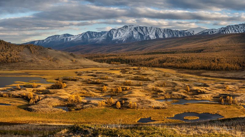 Золото Алтая фото превью
