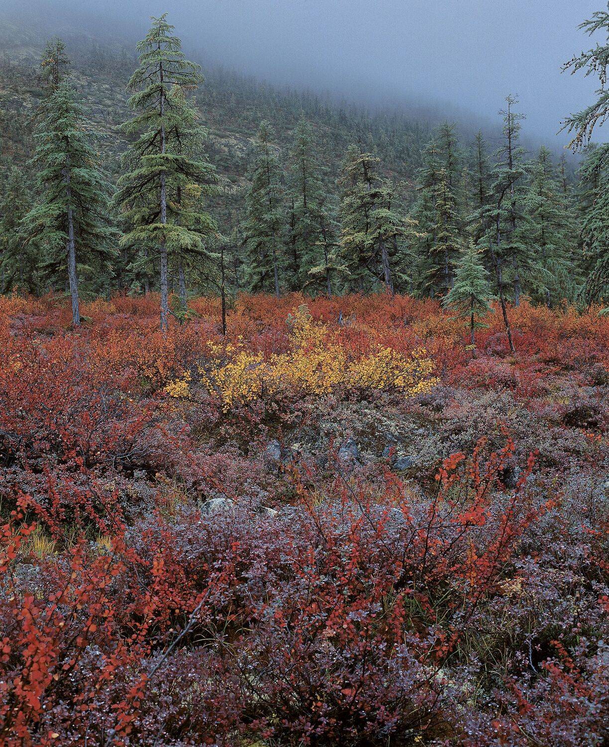 Фототуры с Владимиром Рябковым, #озероджекалондона #колыма #loves_russia #nikonrussia #landscape_russia #ru_landscape  #русскийсевер #landscapephotography #photoarena_nature #Russiannature #большаястрана #russpasibo #topnature #lovelyRussia #природаРоссии, Владимир Рябков