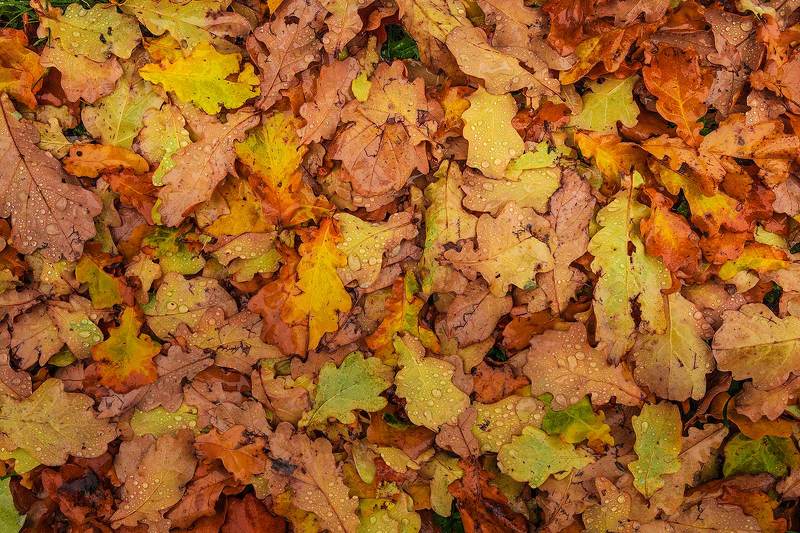 Деревенские ковры фото превью