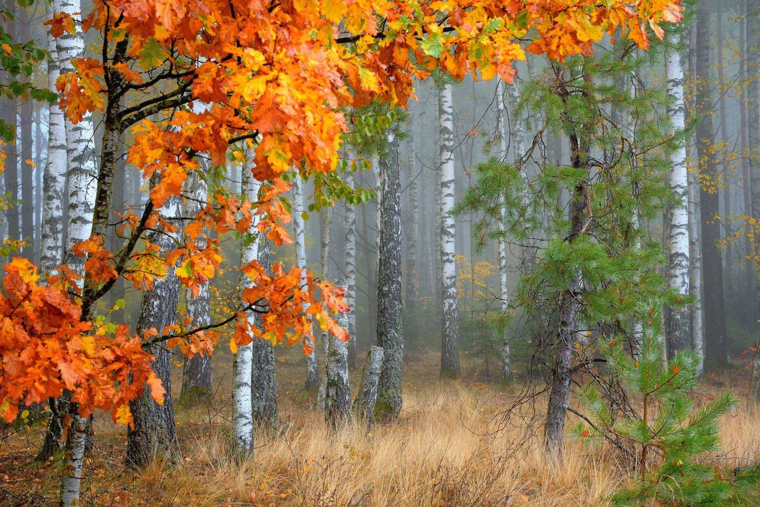 , Руслан Авдевич
