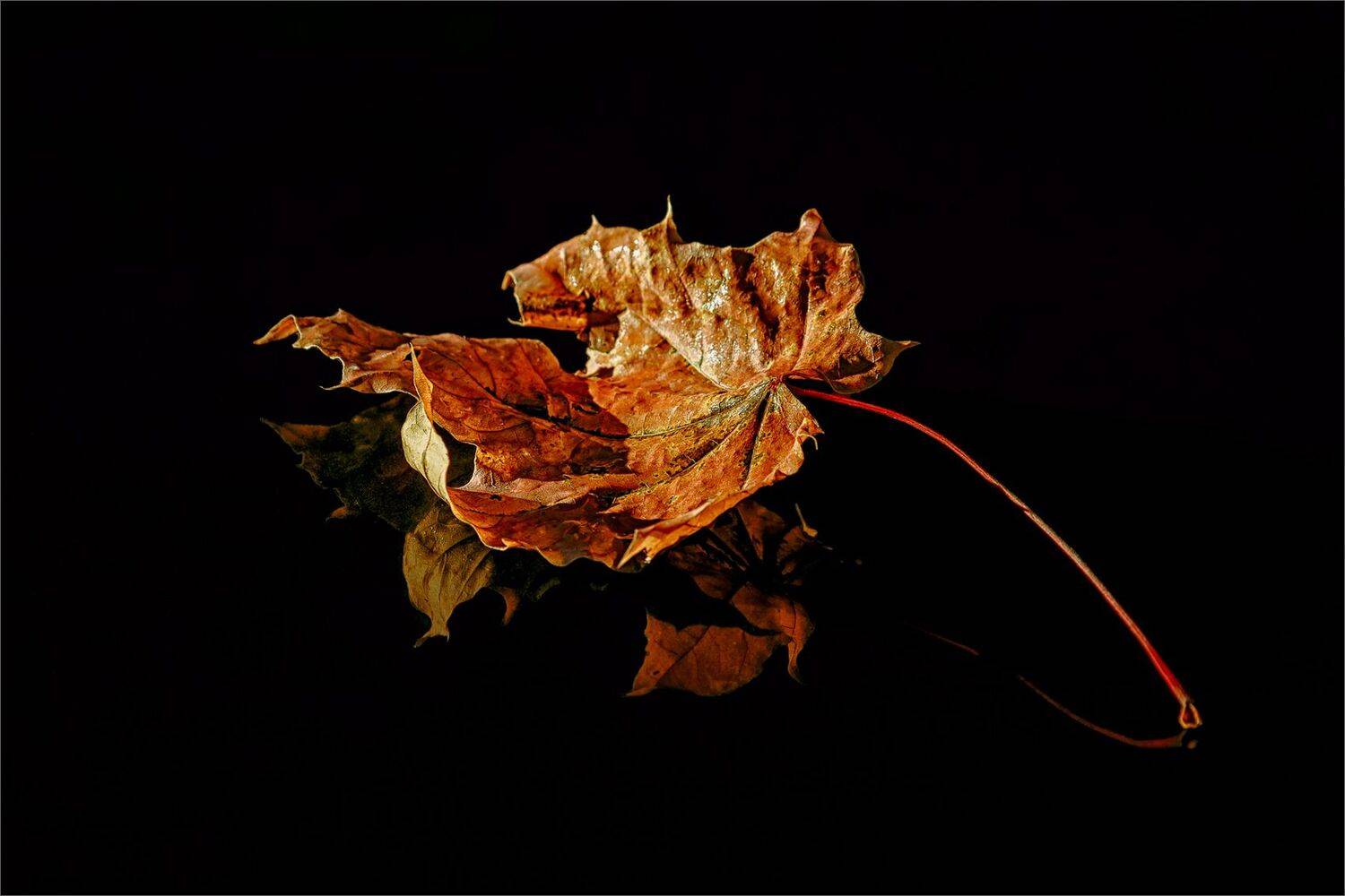 осень, лист, отражение, свет, цвет, александр никитинский., Никитинский Александр