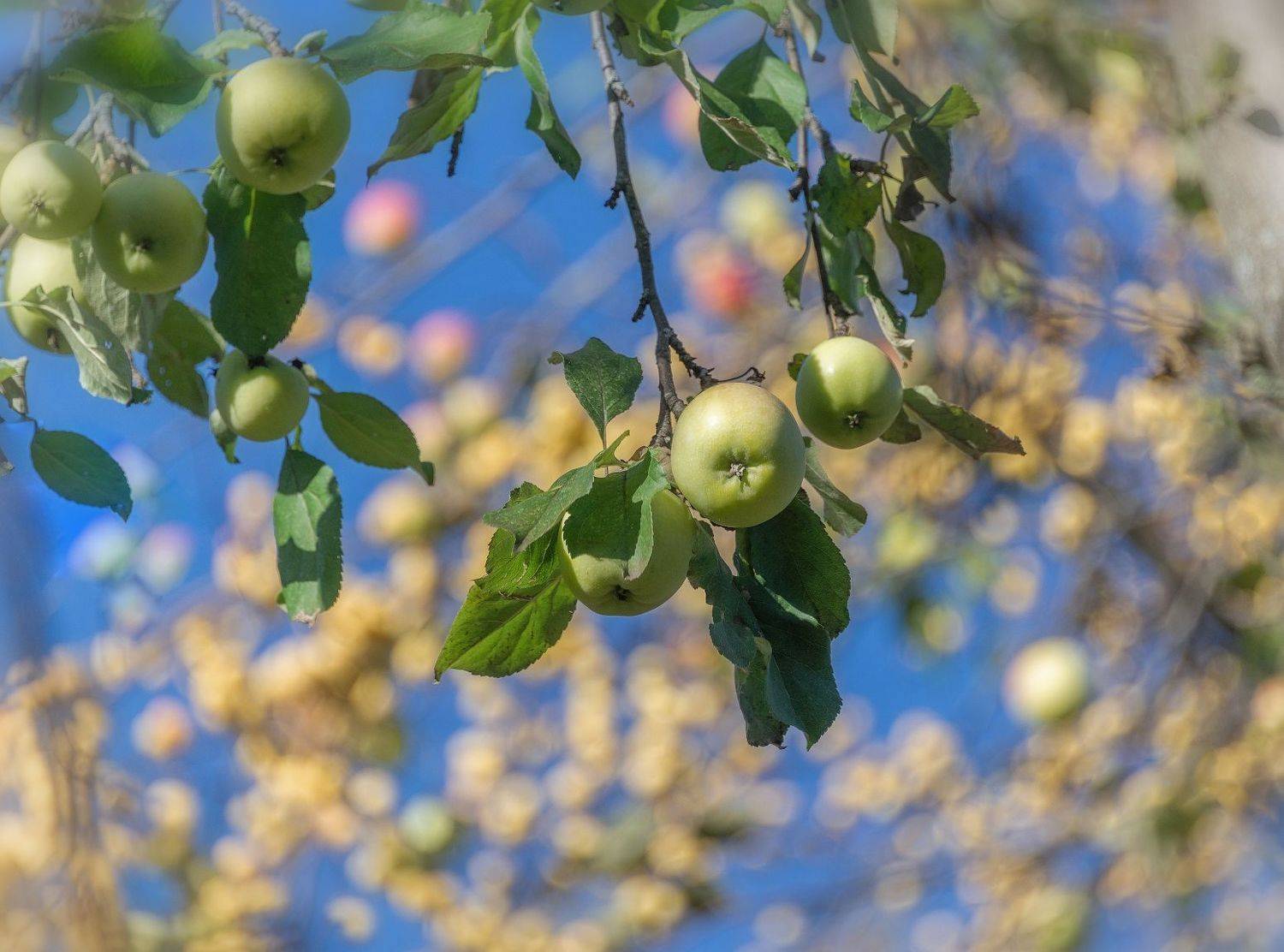 Яблоки, яблоня, урожай, осень, Сергей Аникин