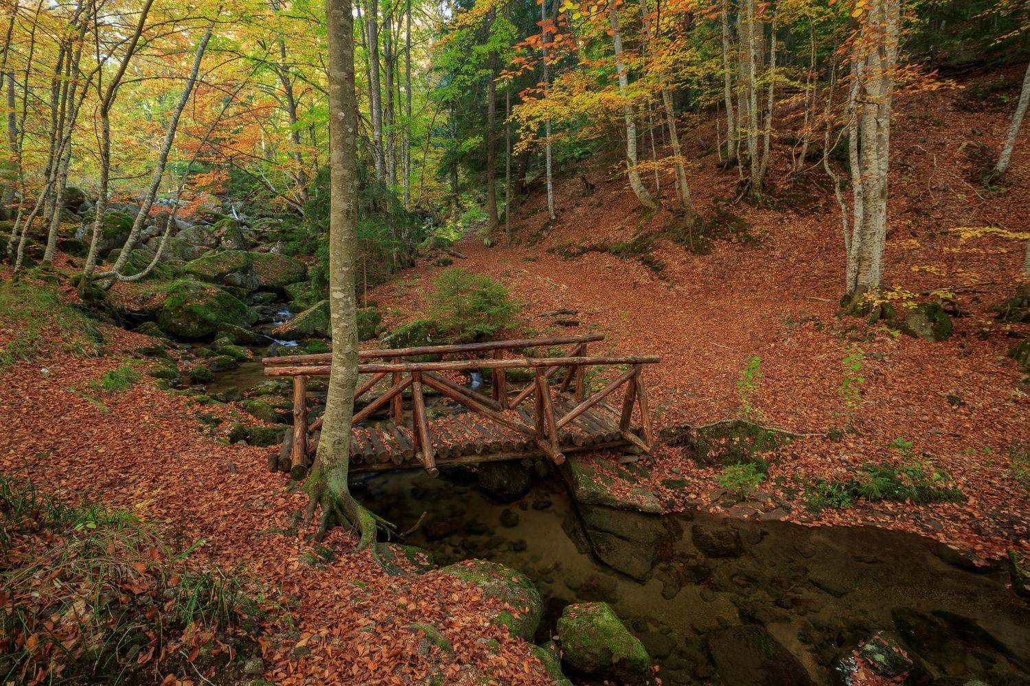 , Александър Сандев