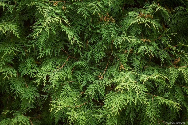 туя, растения, зеленый фон, лето Туя фото превью