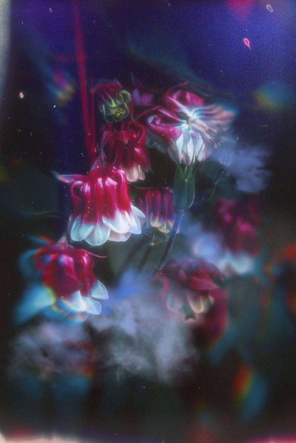 макро, macro, цветы, flowers, aquilegia, лето, summer, аквилегия, Julia Kaissa