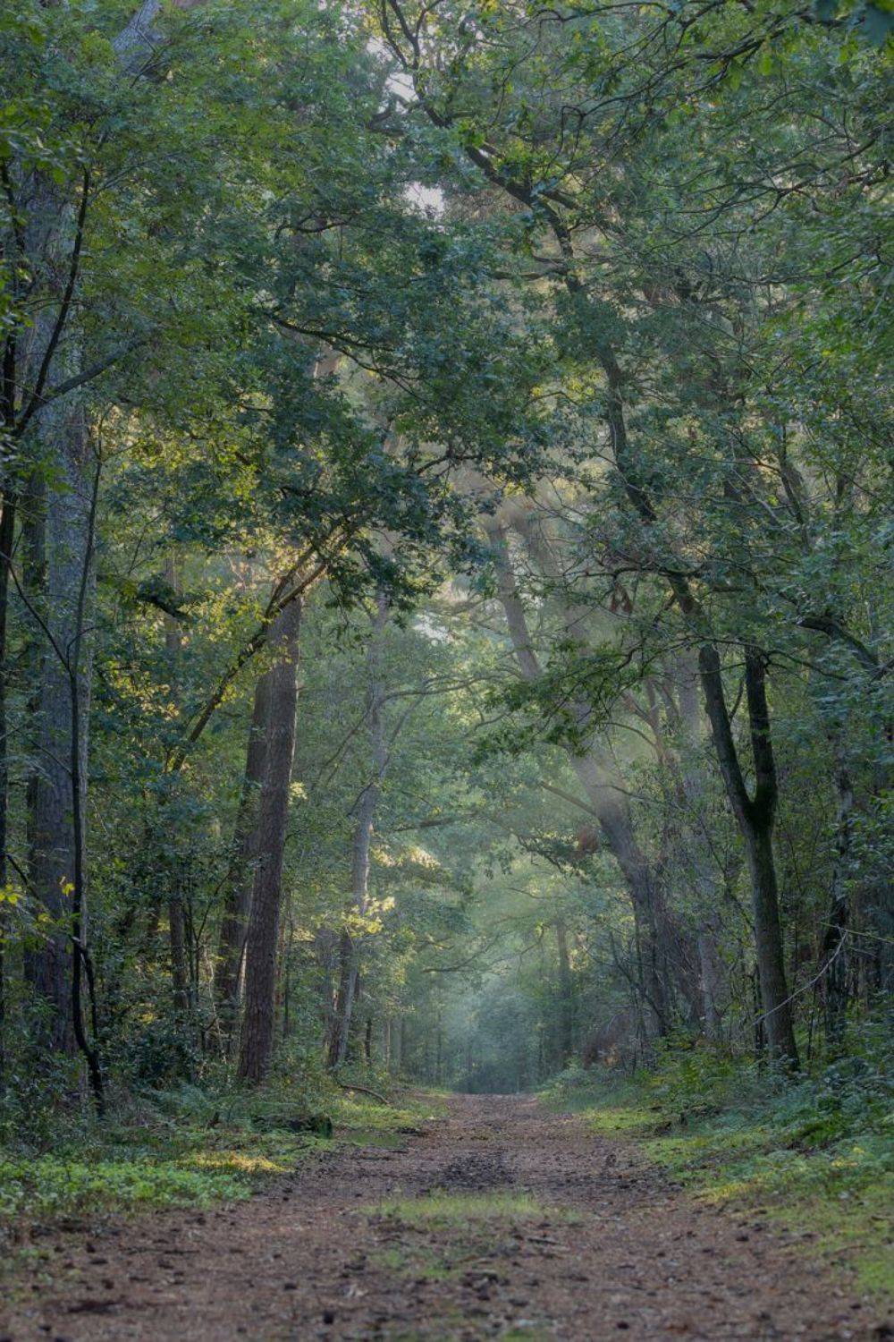 forest sunrays rays fog landscape vertical, Silvia Koopmans