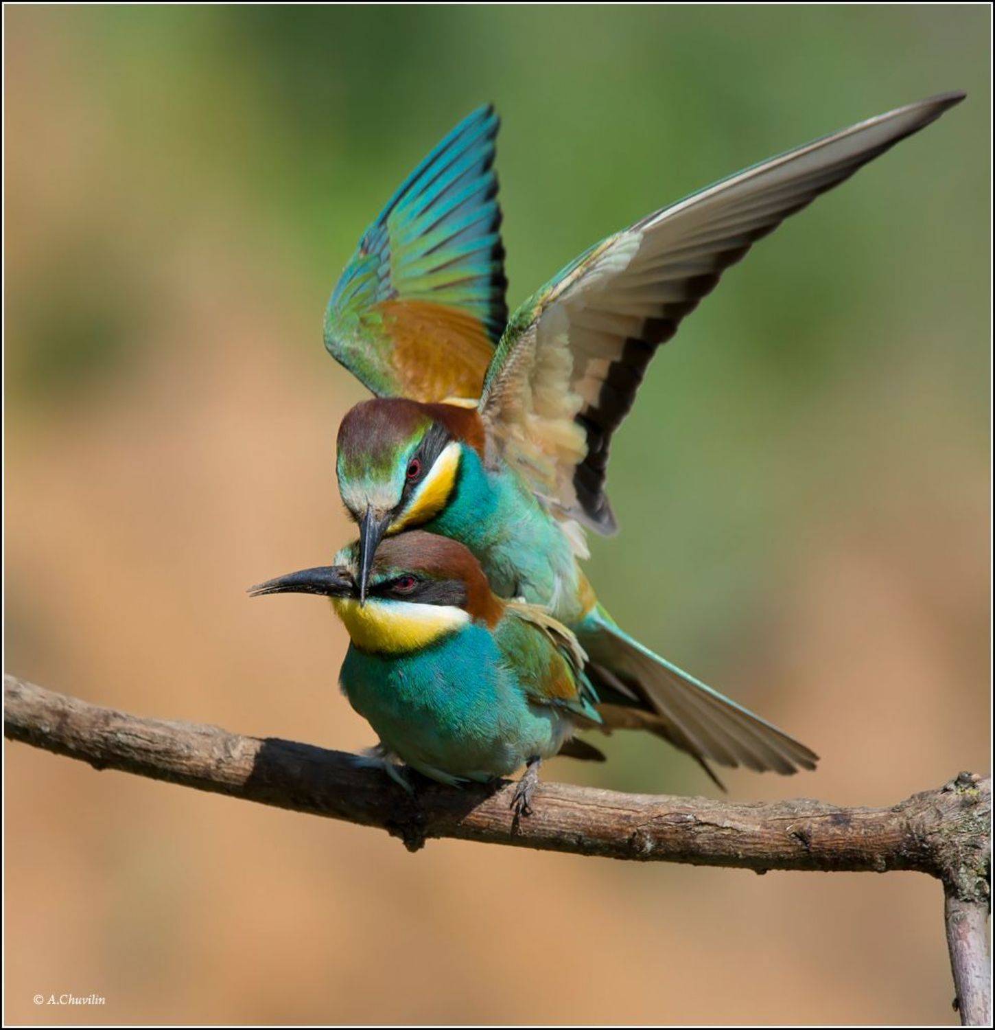 птицы,щурки,поцелуй,майский, Александр Чувилин