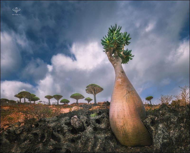 Йемен, сокотра, бутылочные деревья Бутылочные деревья острова Сокотра фото превью