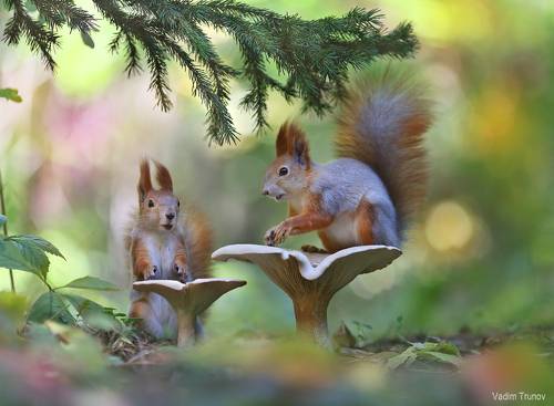 Вот так гриб!!