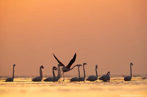 Greater flamingos