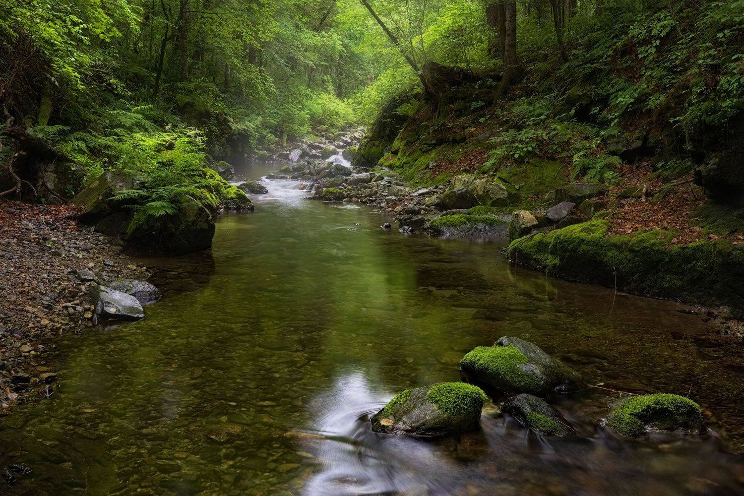 прим. край, лето, тайга, ручей, Евгений Паршуков
