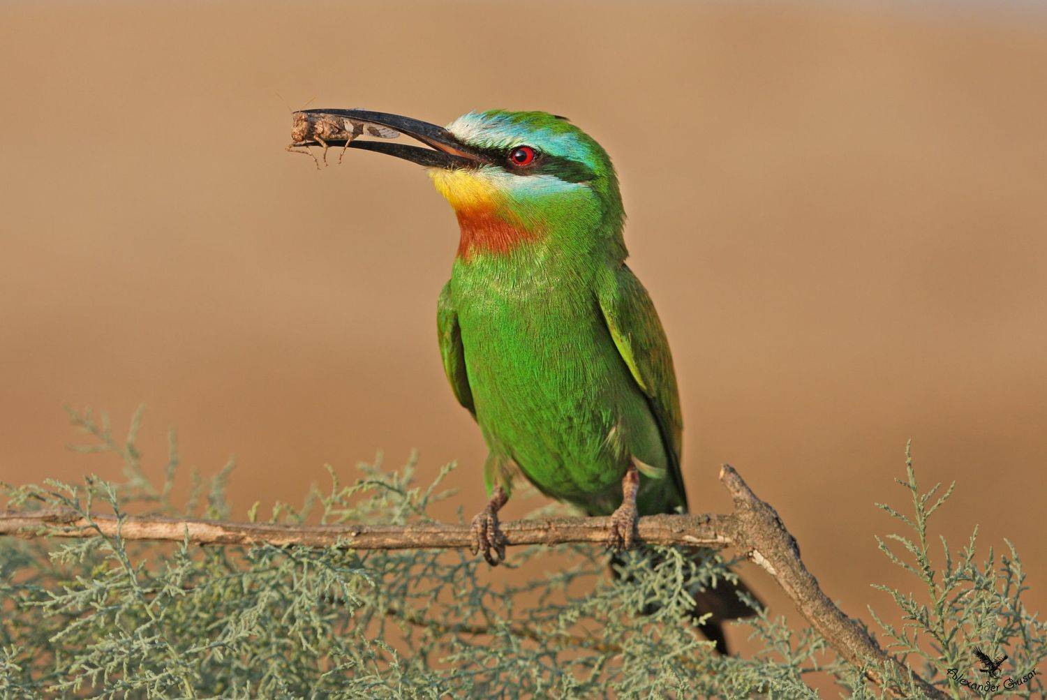 , Александр Гусар