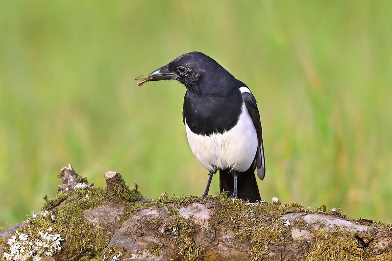 Мал комар, да дорог. фото превью