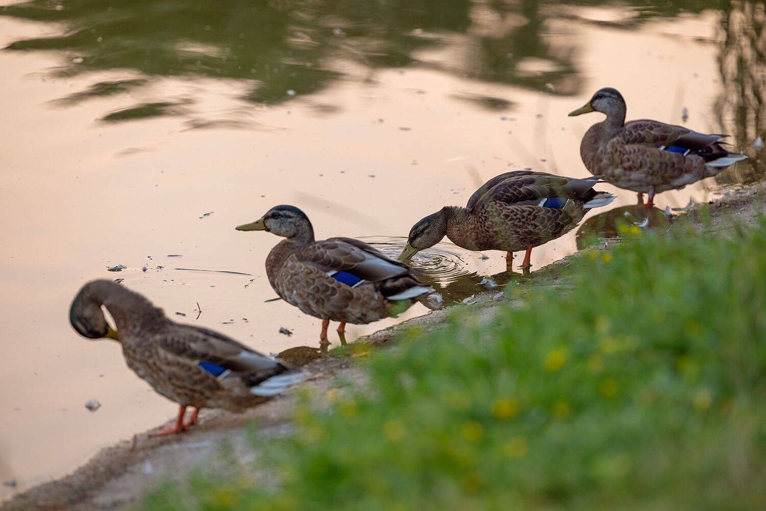 , Шурчков Юрий