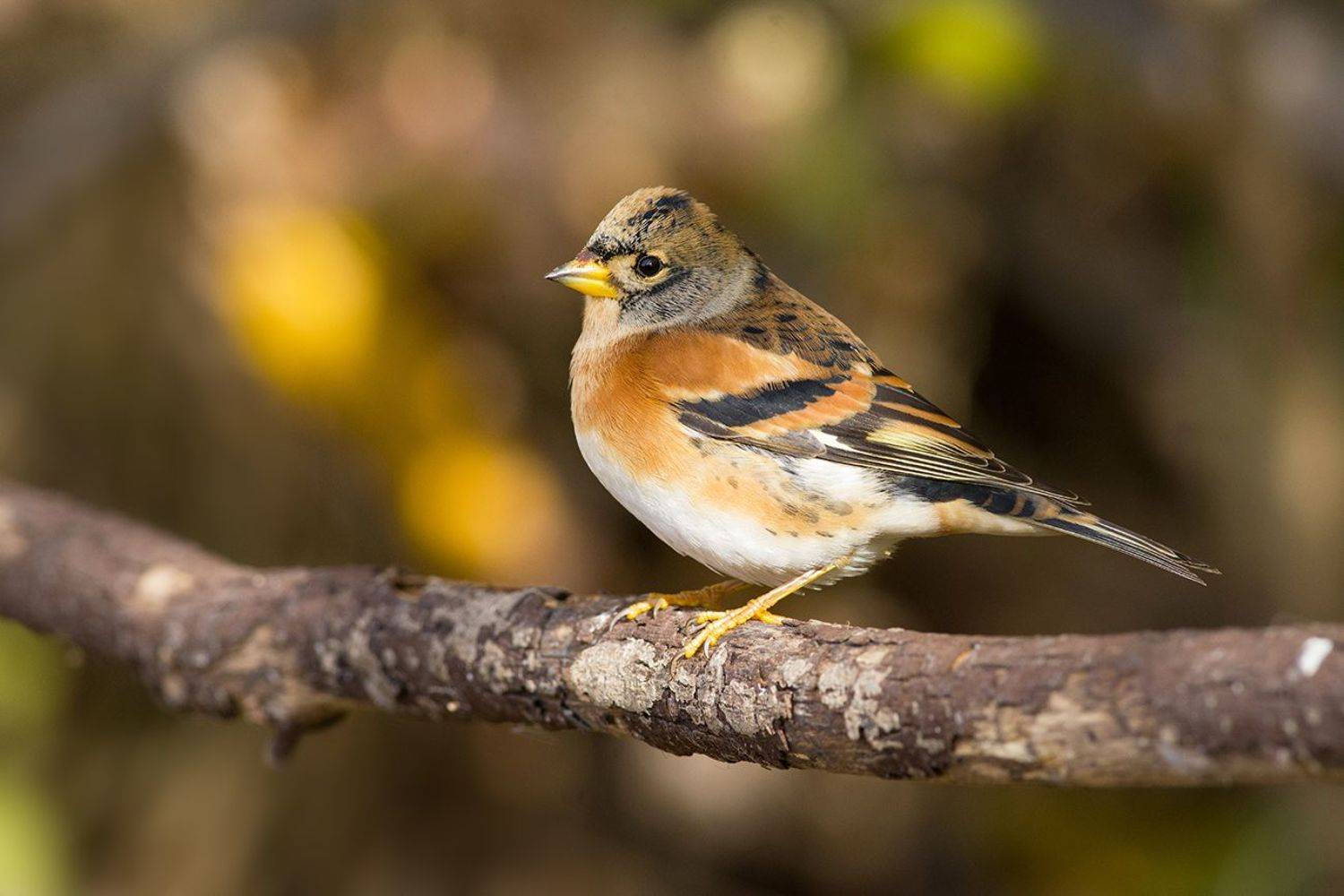 юрок,вьюрок,вечер,кусты,осень,самец, Иван