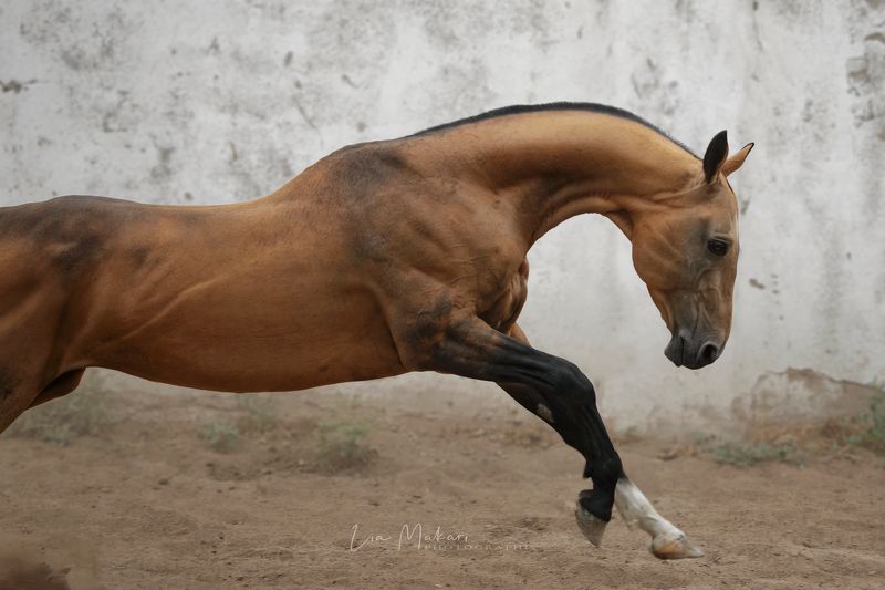 Лошадь, лошади, horse, horses Саммит фото превью