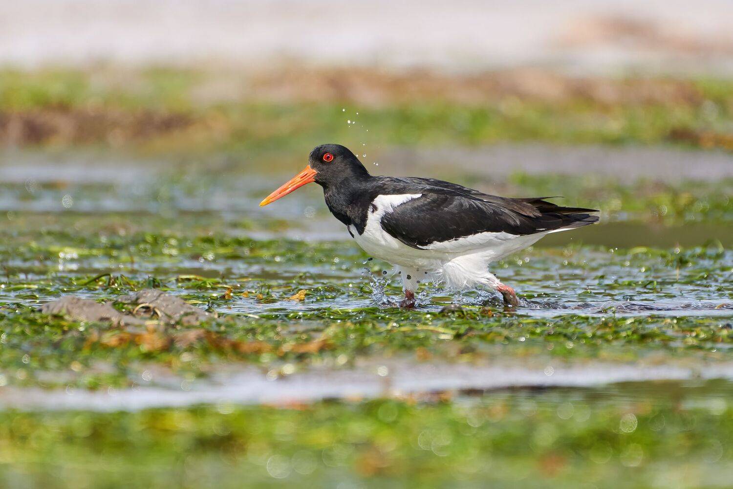 , Александр Семенов