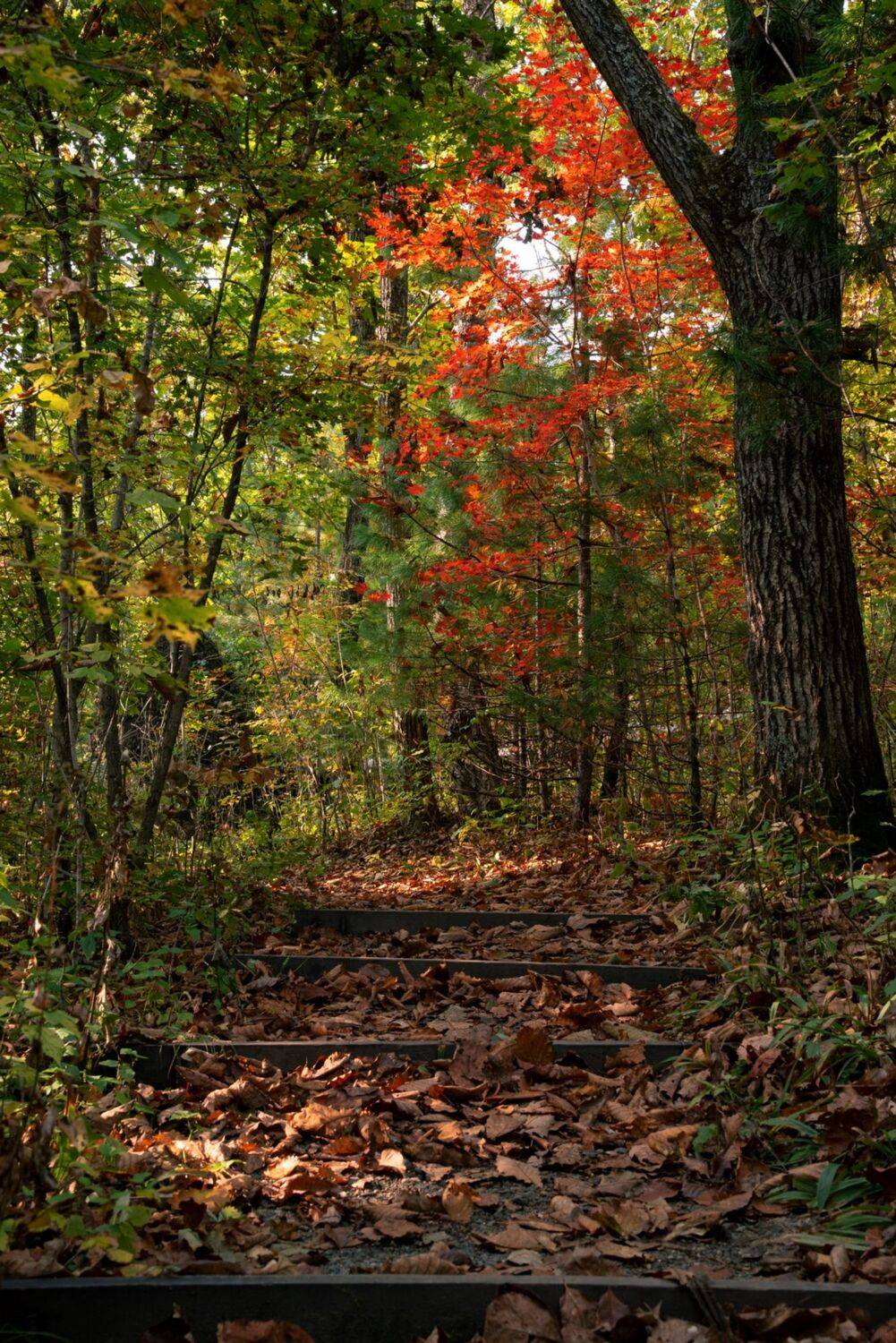 приморье, россия, природа, пейзаж, тайга, лес, осень, прогулка, путешествие, туризм, Константин Костин