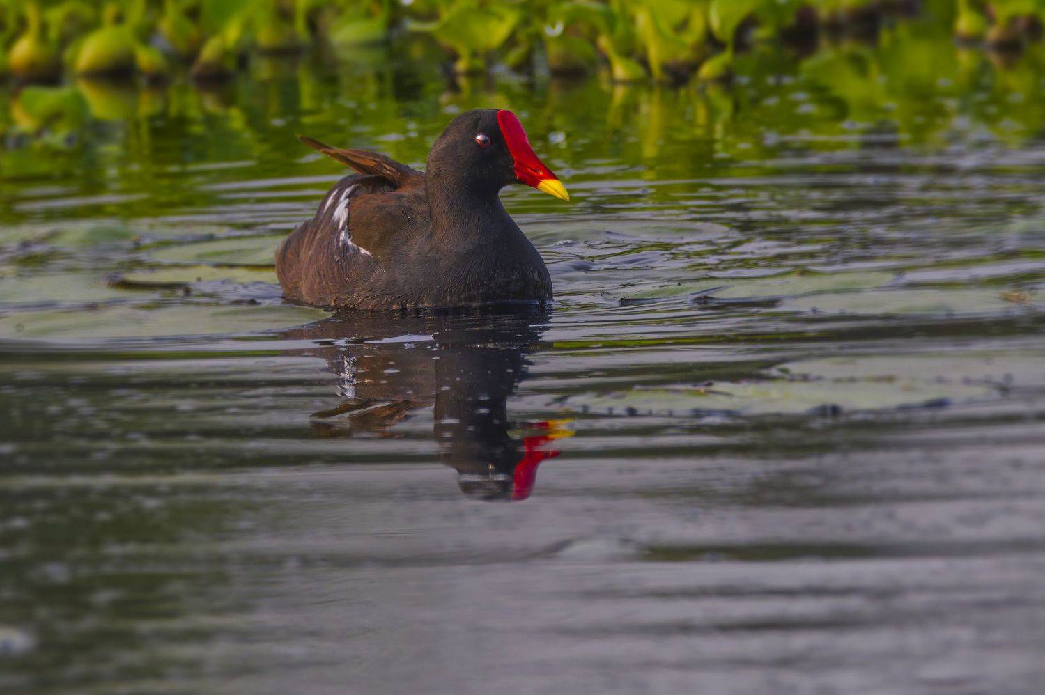 closeup, bird, birds, wild, wings, beauty, nature, swan, feather, spread, little sparrow,animal,animals,nikon,tailorbird,portraitm,eyes, G N RAJA