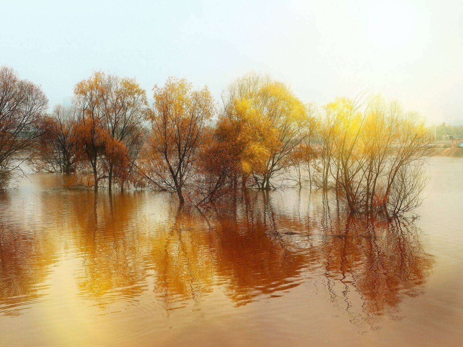 湿地 灞柳, 吴 微雨墨烟鸿