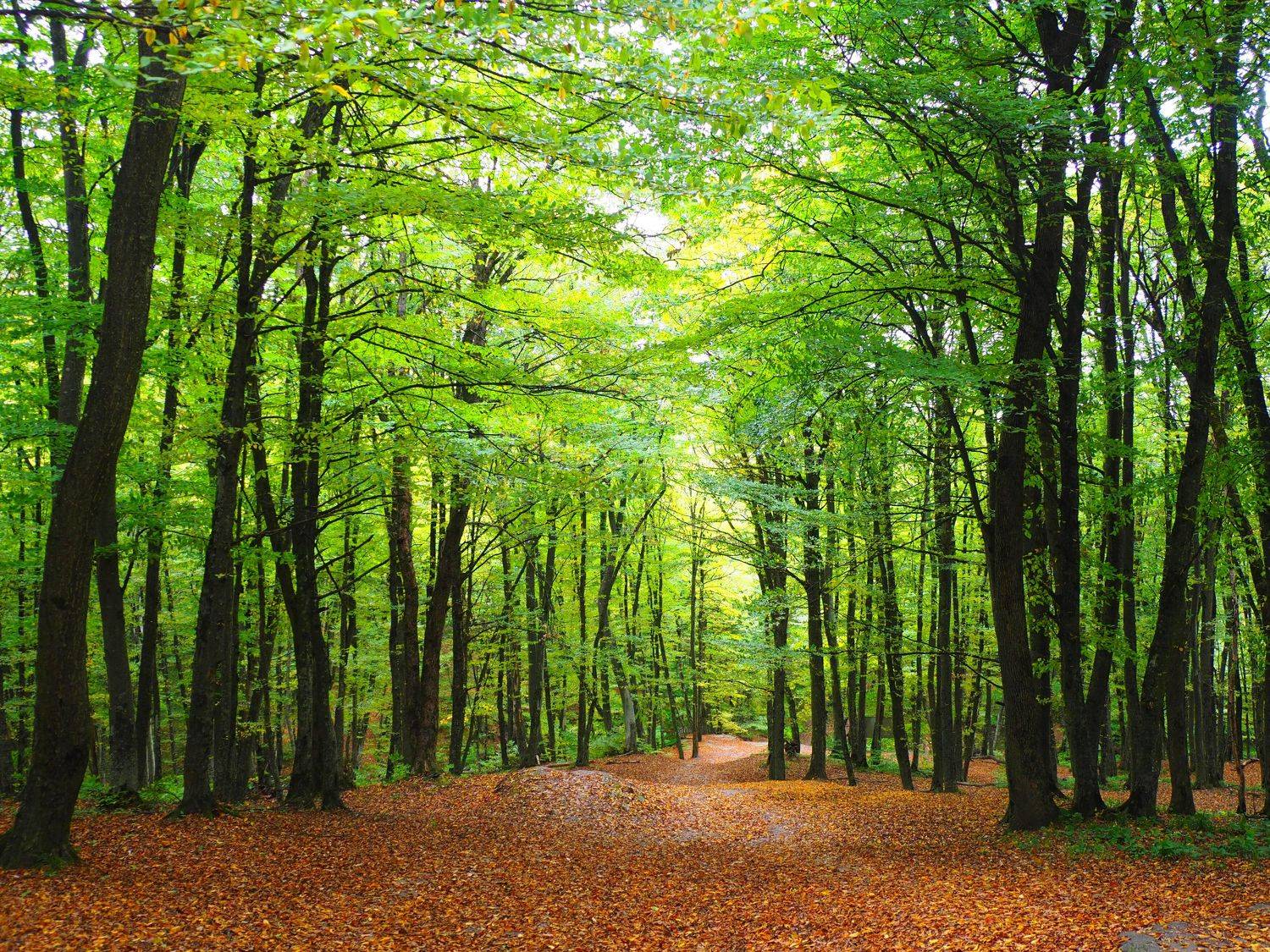 парк, Андрей Перешеин