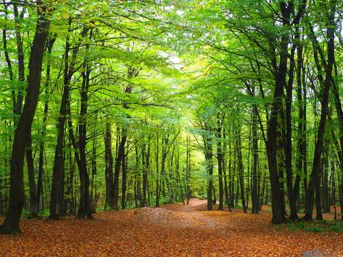 Таманская лесная дача