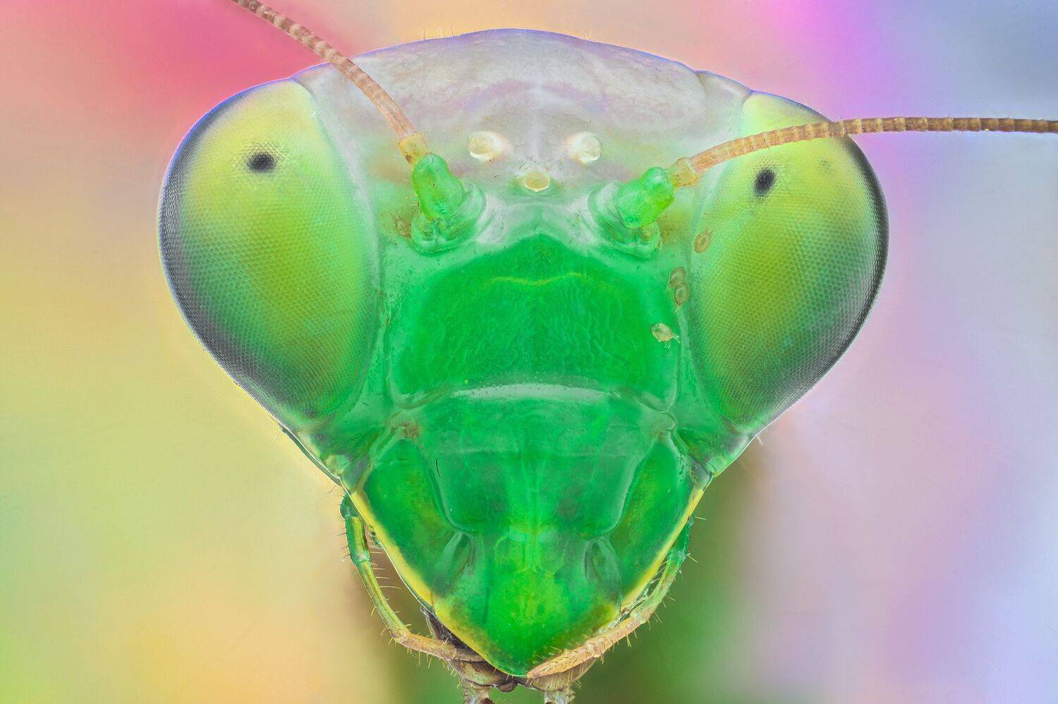 ceclii, macro, Tsvetan Ganev