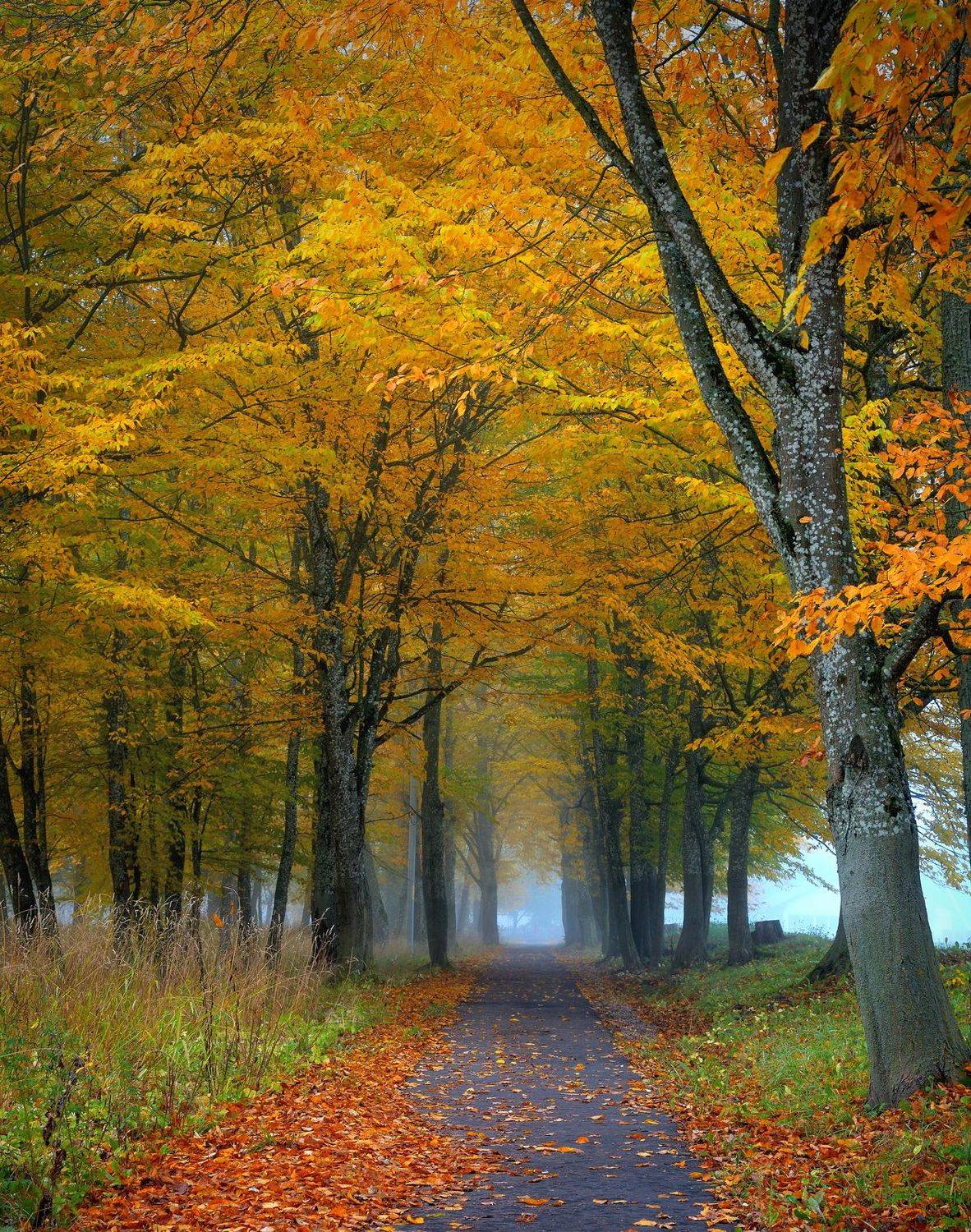 , Руслан Авдевич