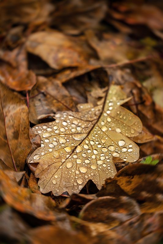 лист, осень, капли, дождь, октябрь, крупный план Октябрь фото превью