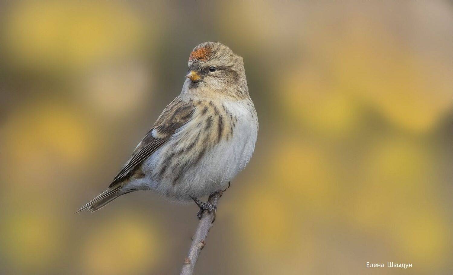 bird of prey, animal, birds, bird,  animal wildlife,  nature,  animals in the wild, чечётка, обыкновенная чечётка, common redpoll, Елена Швыдун