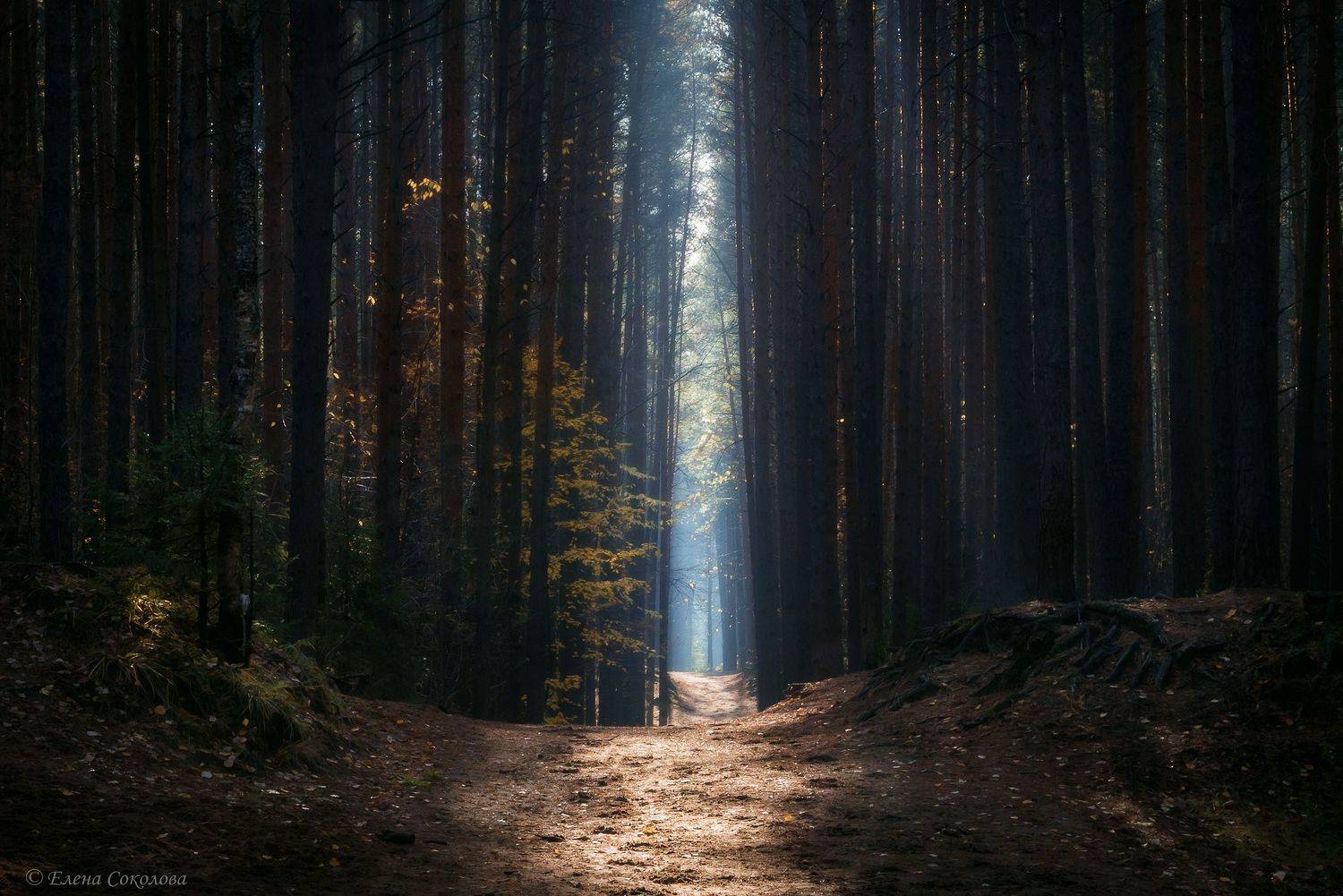 пейзаж, лес, осенний пейзаж, утро, лучи, Соколова Елена