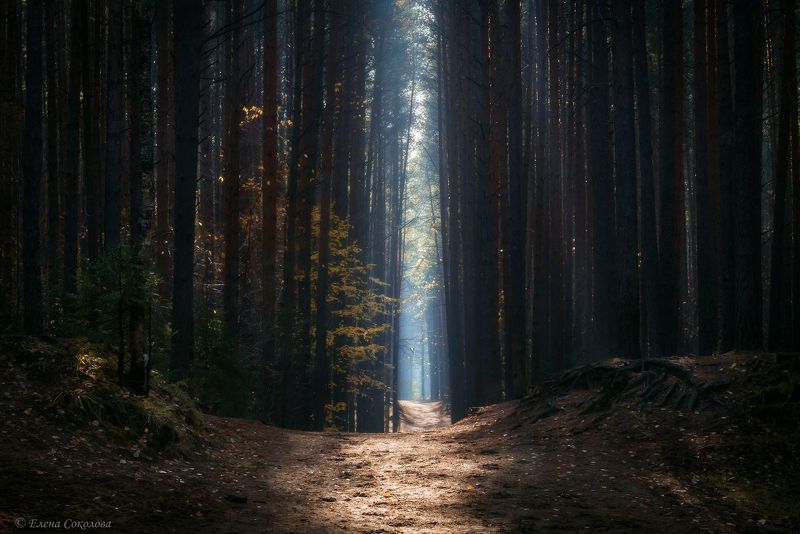 пейзаж, лес, осенний пейзаж, утро, лучи Магия соснового леса фото превью